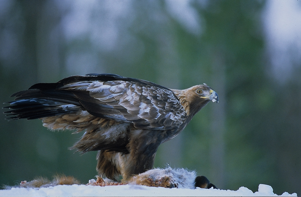 Steinadler