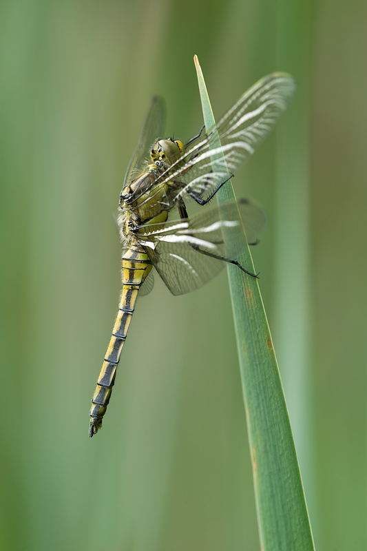 Großer Blaupfeil (Weibchen)