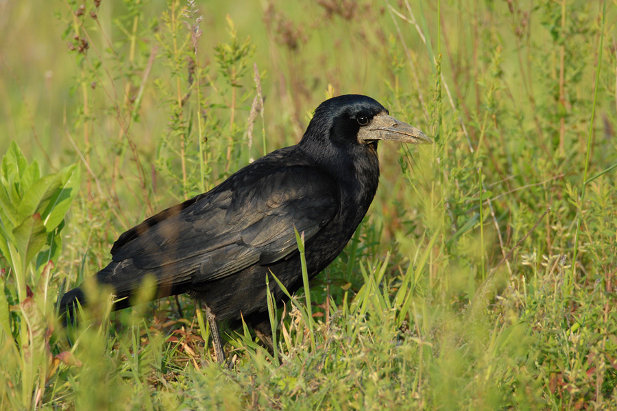 Corvus frugilegus