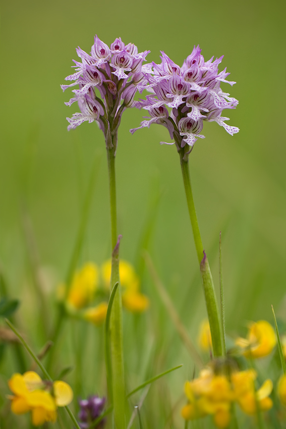 Dreizähniges Knabenkraut - Orchis tridentata