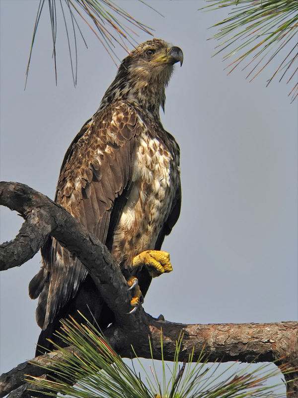 Weißkopf-Seeadler