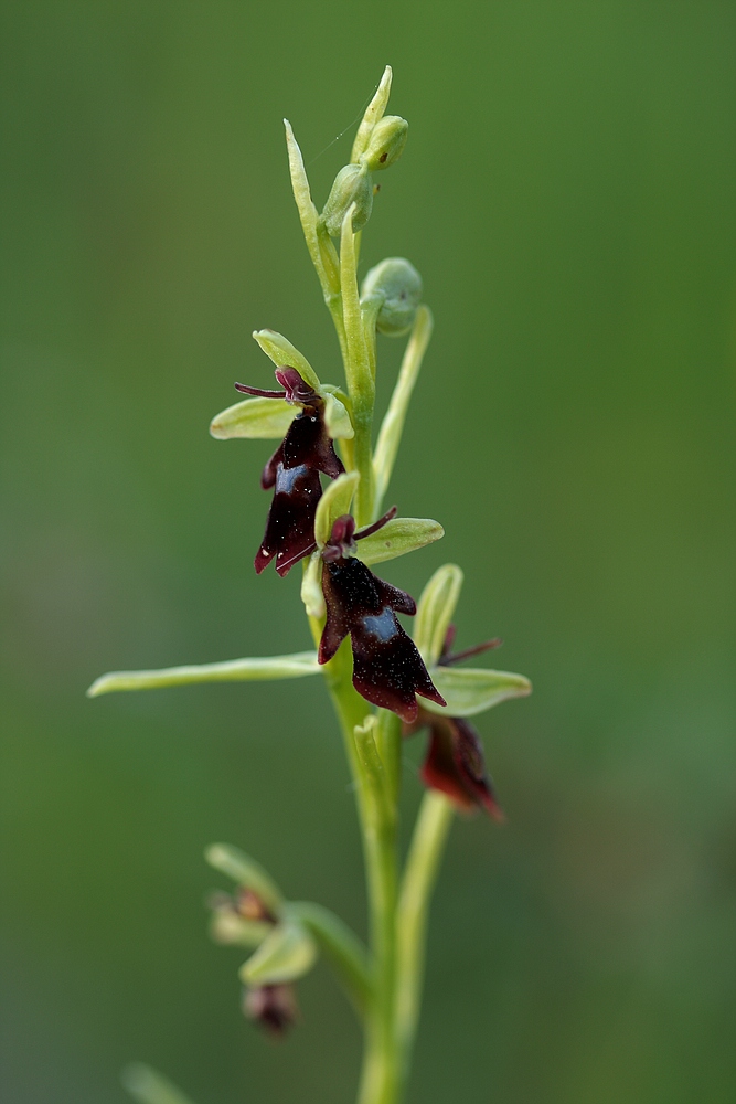 Fliegen-Ragwurz (Ophrys insectifera)