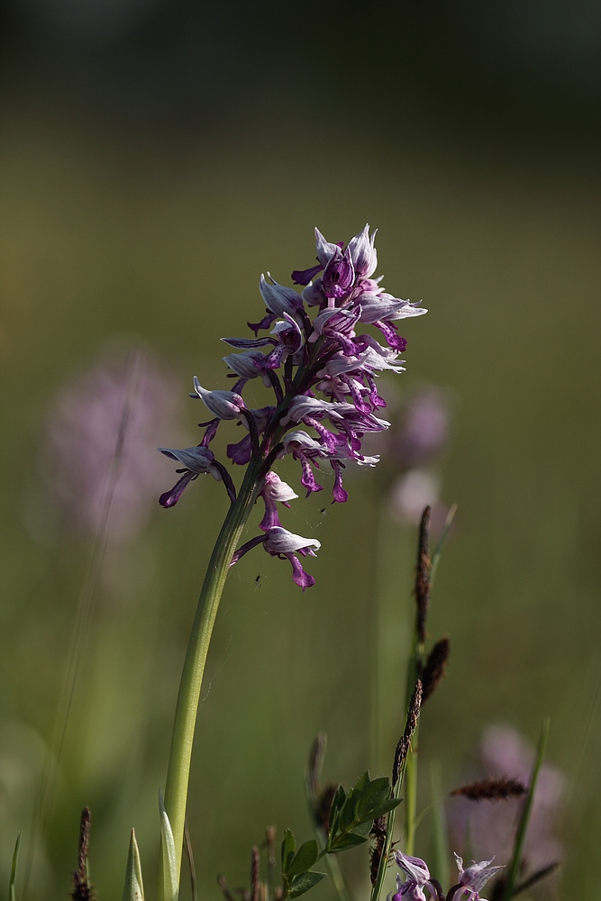 Helm-Knabenkraut (Orchis militaris)