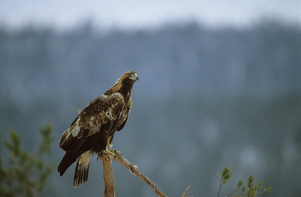 Steinadler III
