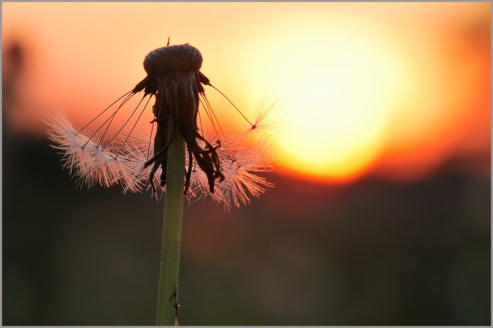 Löwenzahn (Taraxacum)