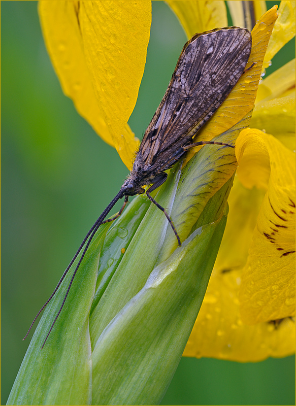 köcherfliege@irisblüte