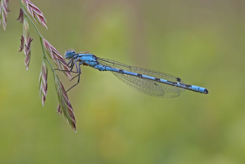 Libelle