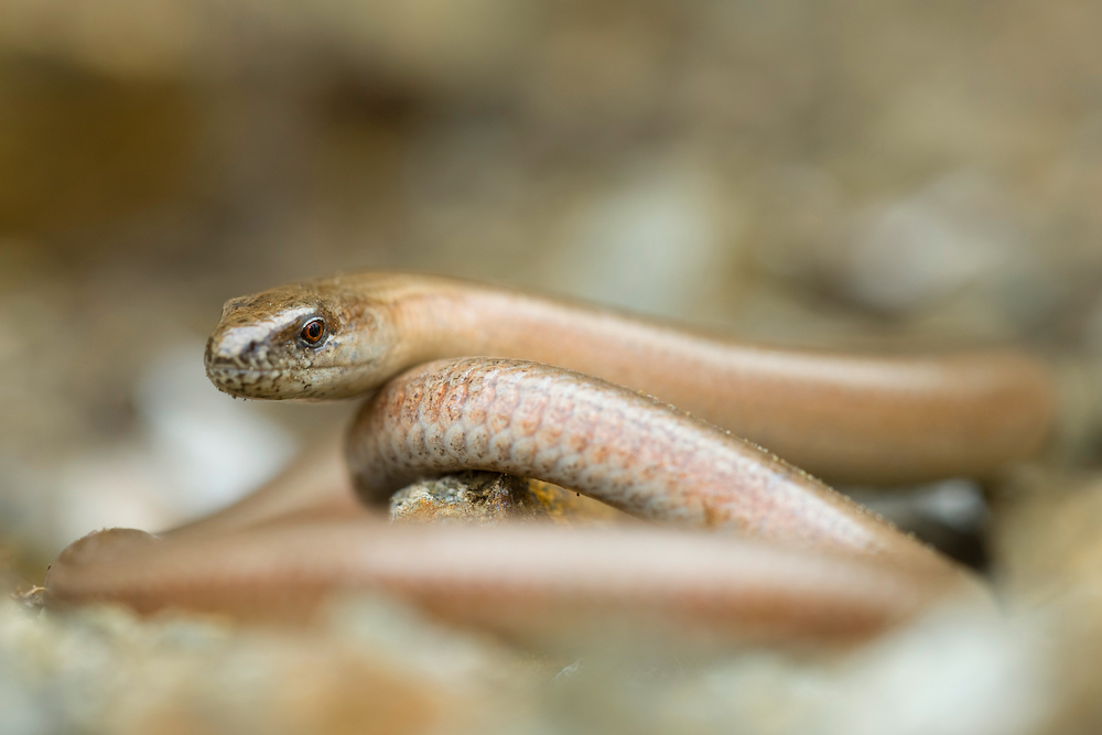 Blindschleiche