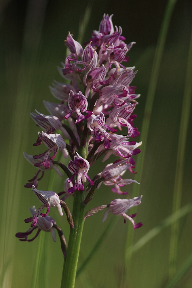 Helm-Knabenkraut (Orchis militaris) II