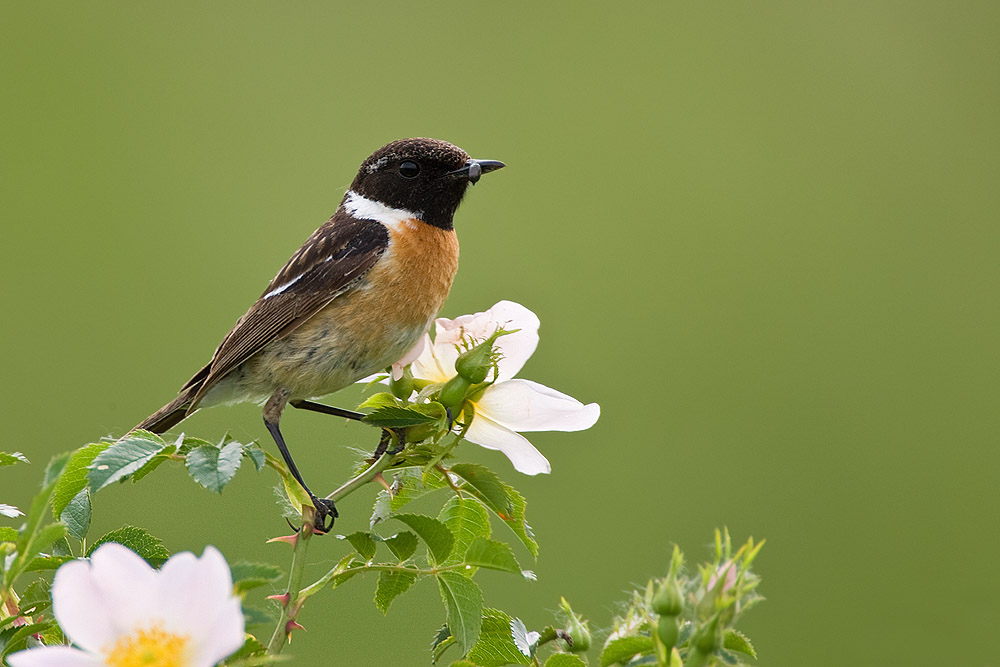 Schwarzkehlchen  (Saxicola torquata)