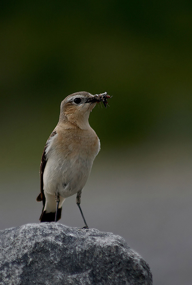 Steinschmätzer Weibchen