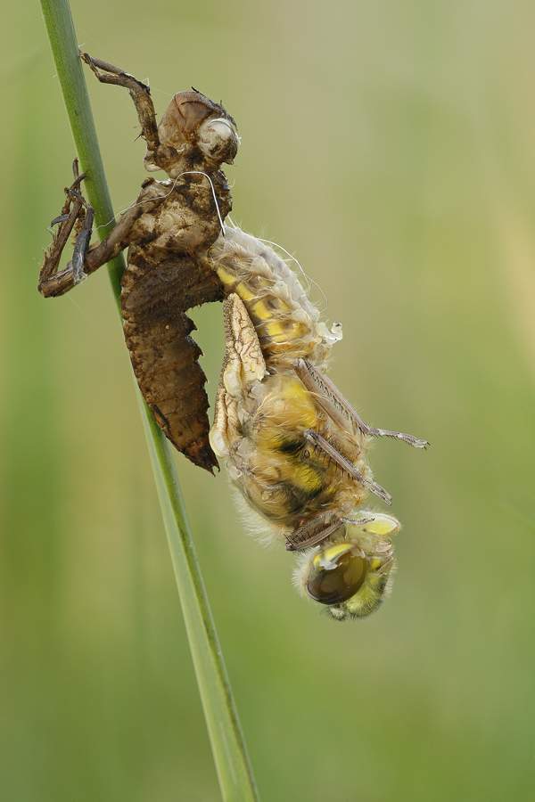 Die Geburt der Libelle