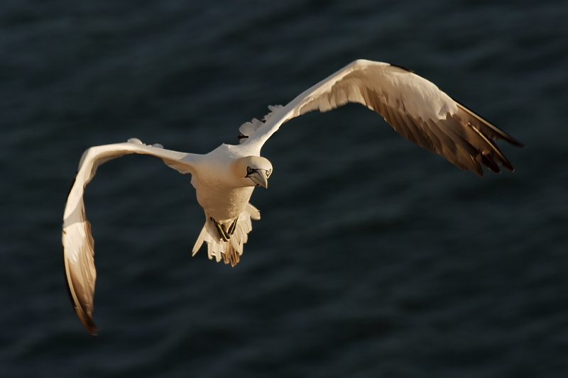 Baßtölpel im Anflug