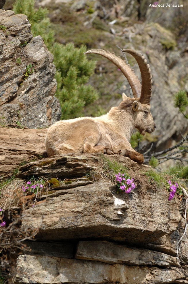 Steinbock im Kaunertal