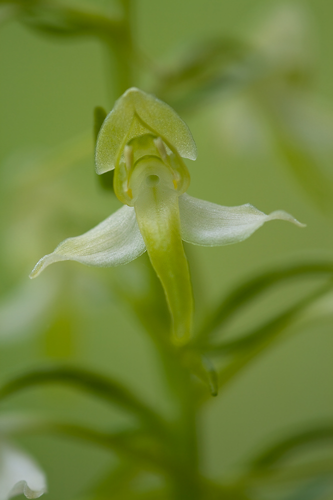 Grünliche Waldhyazinthe