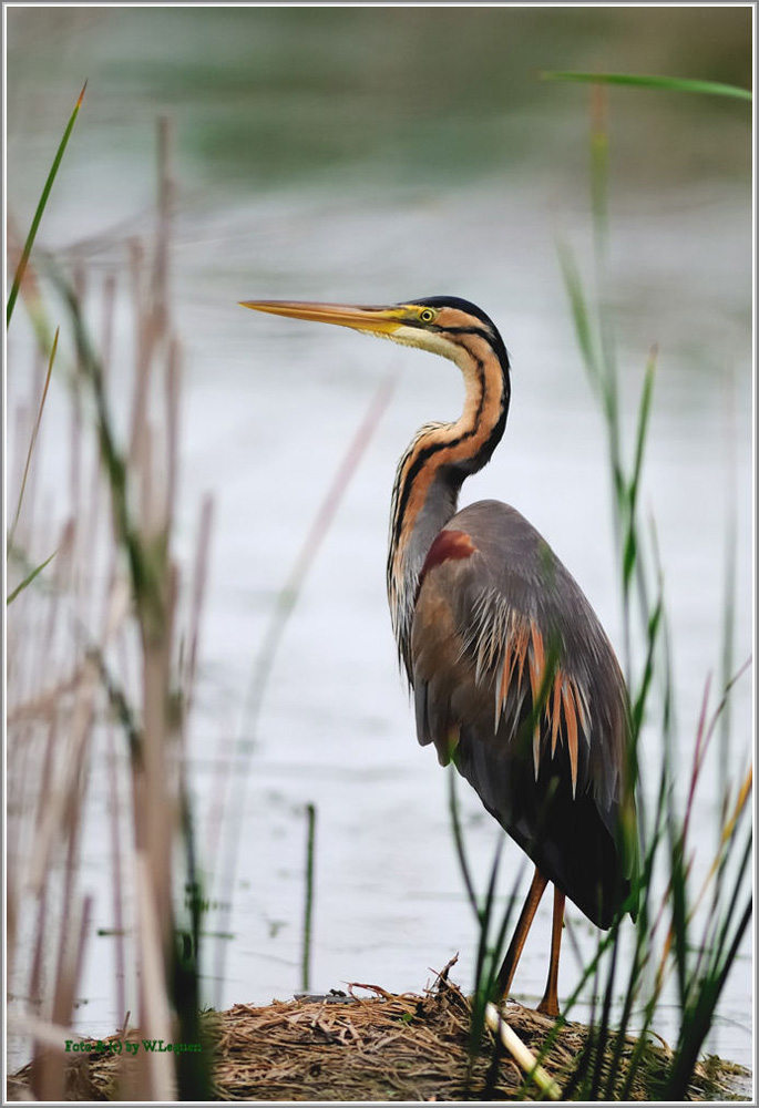 Purpurreiher (Ardea purpurea) Wildlife 5/2008