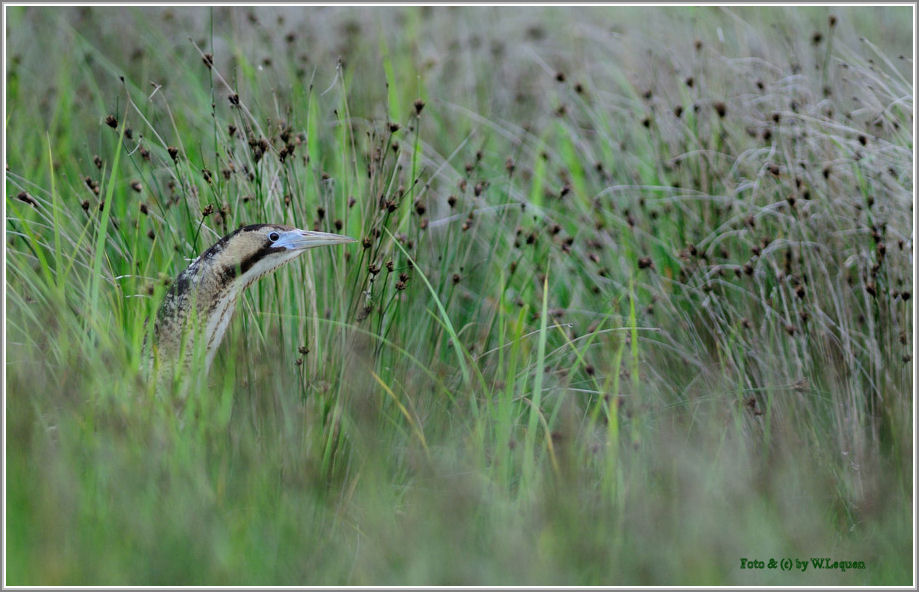 Rohrdommel (Botaurus stellaris) Wildlife 5/2008