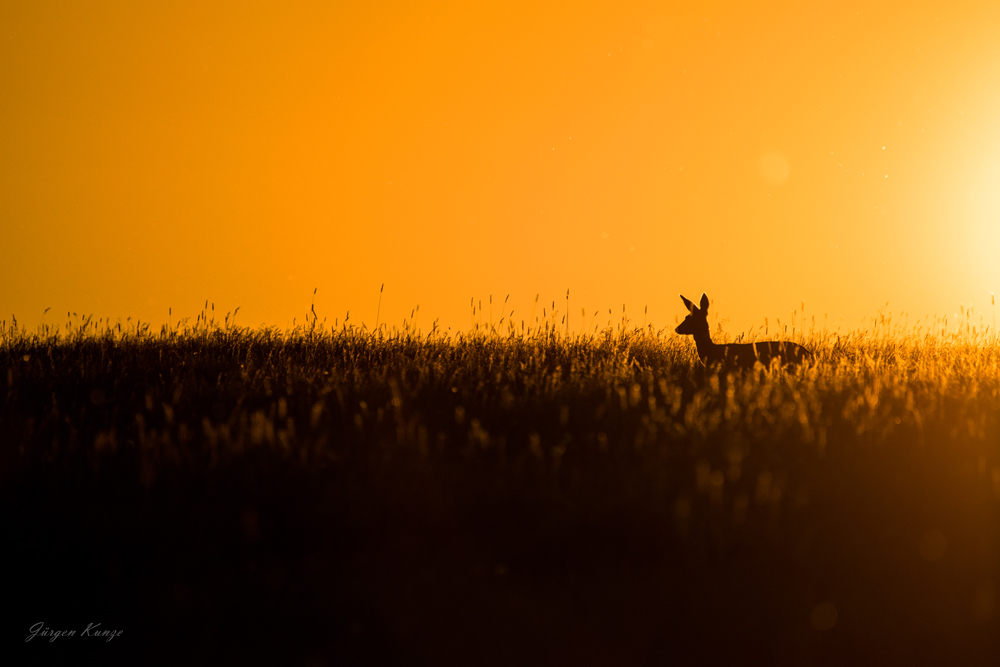 Reh im Sonnenuntergang