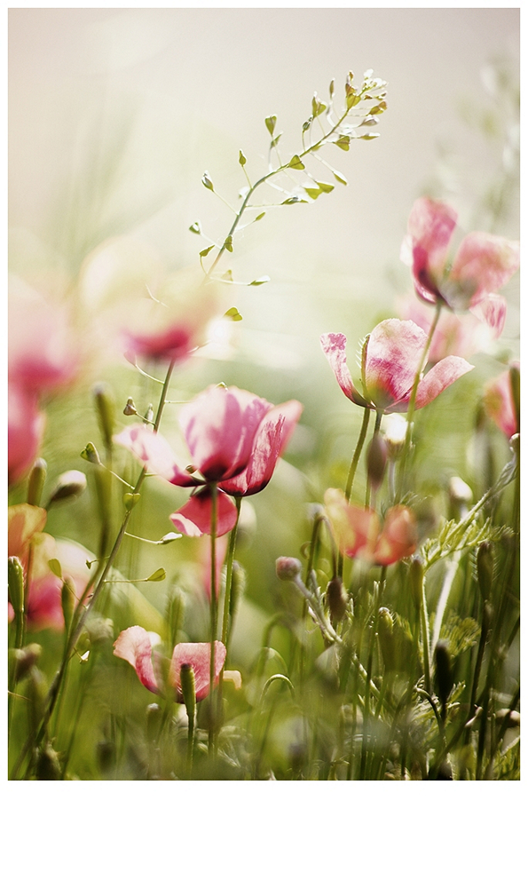 der erste Mohn ist da!
