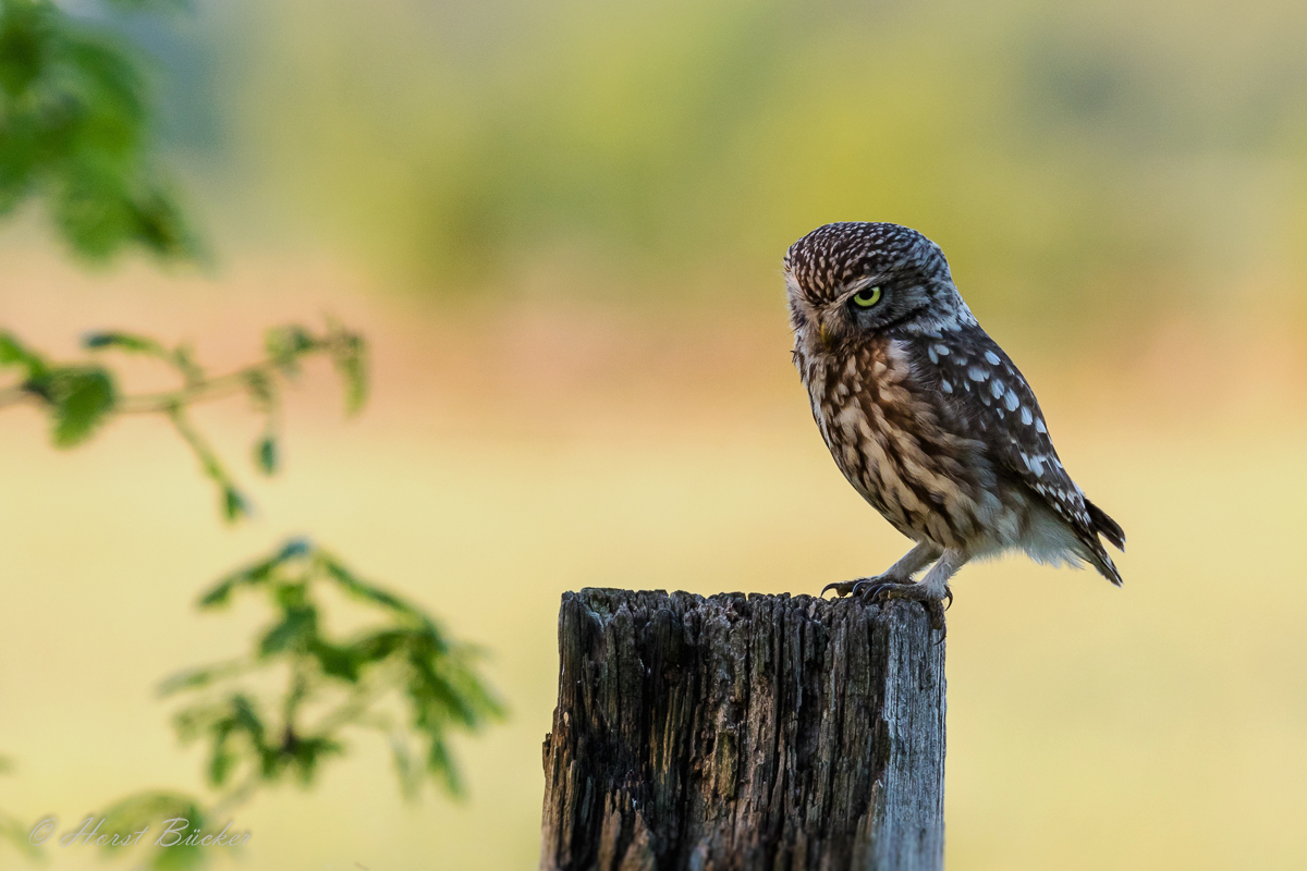 Steinkauz im Abendlicht