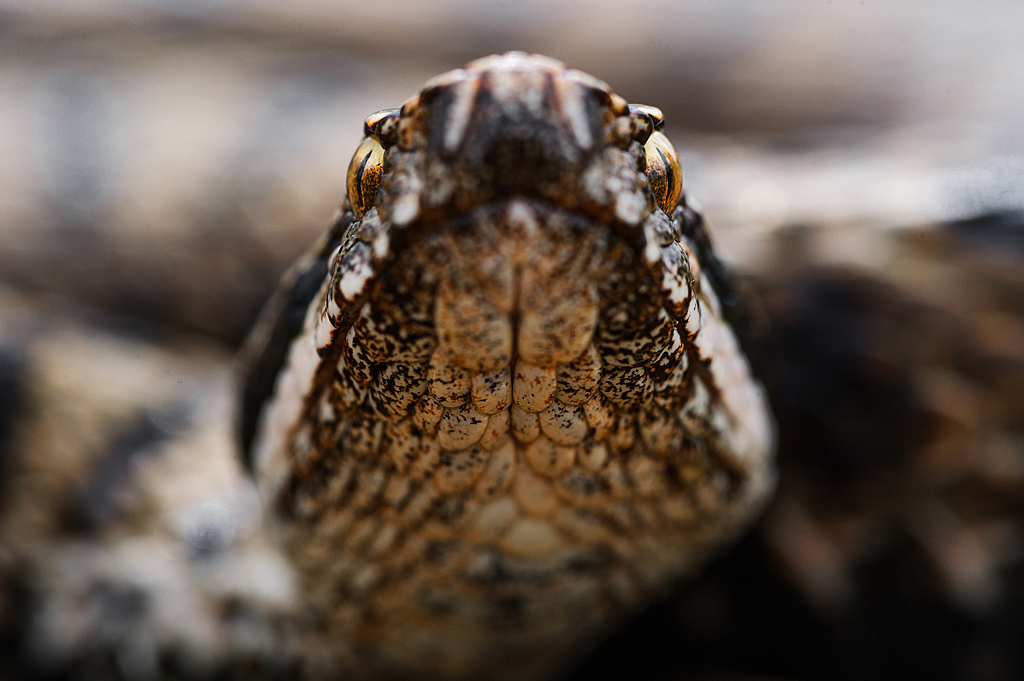 Vipera aspis aspis (Forum für Naturfotografen)