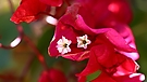 Bougainvillia....oder