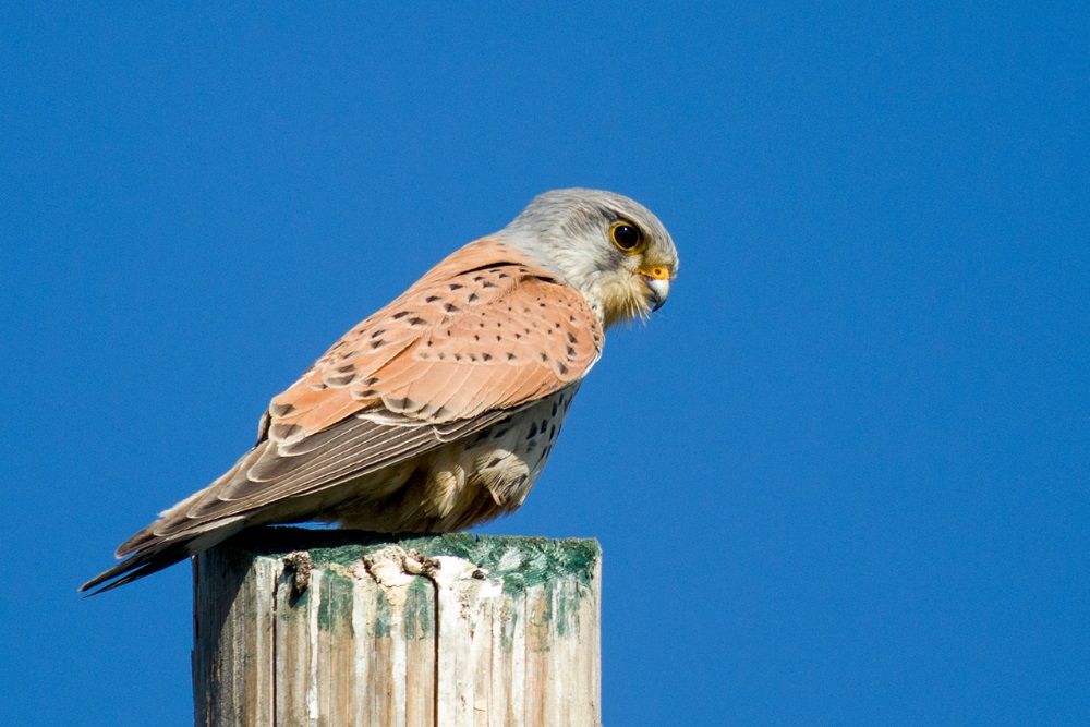 Turmfalke