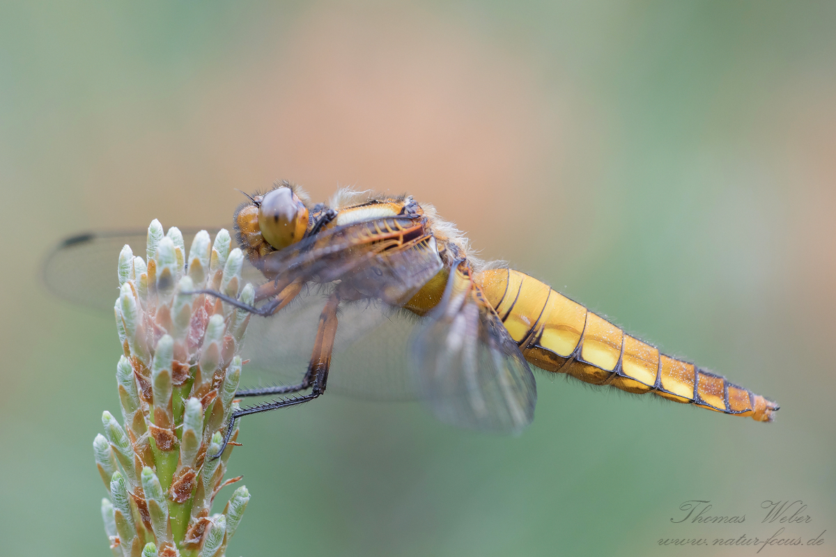 Plattbauch (Libellula depressa)