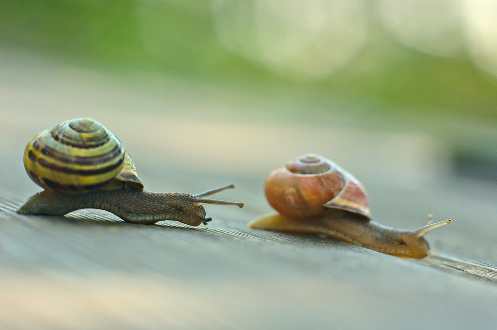 Drama auf dem Gartentisch