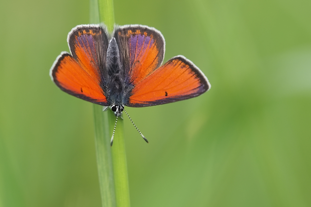 Lilagold-Feuerfalters (Lycaena hippothoe)