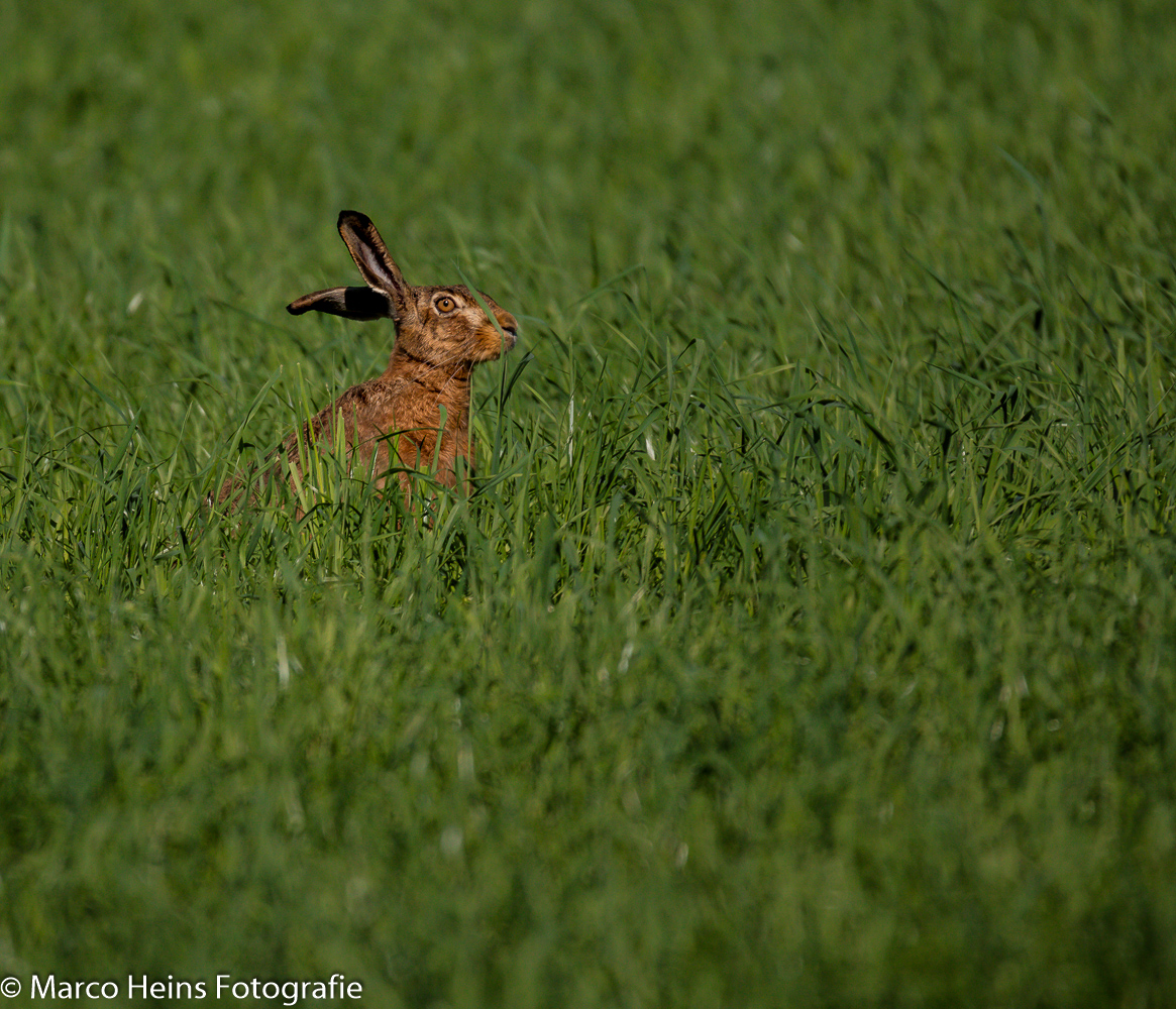 Auf dem Feld...