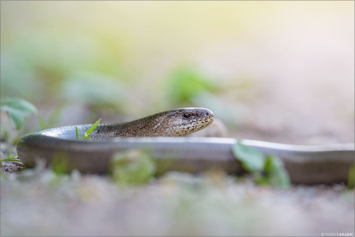 Blindschleiche