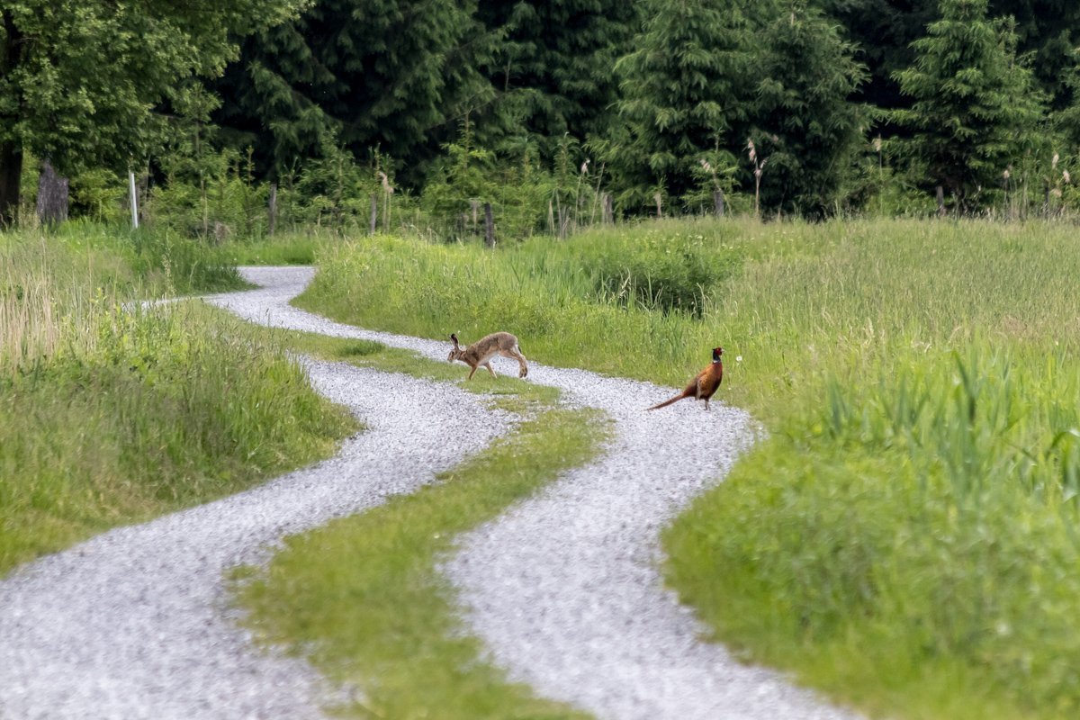 Fuchs und Hase?