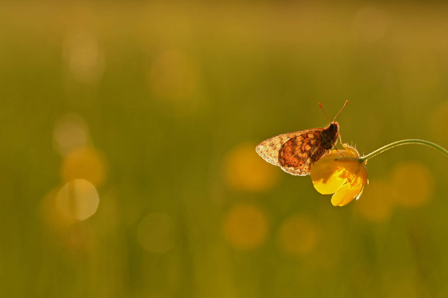 Goldener Scheckenfalter