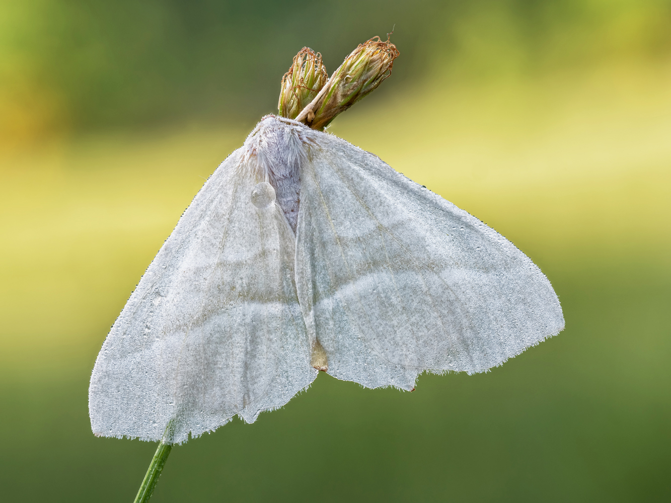 Perlglanzspanner (Campaea margaritaria)