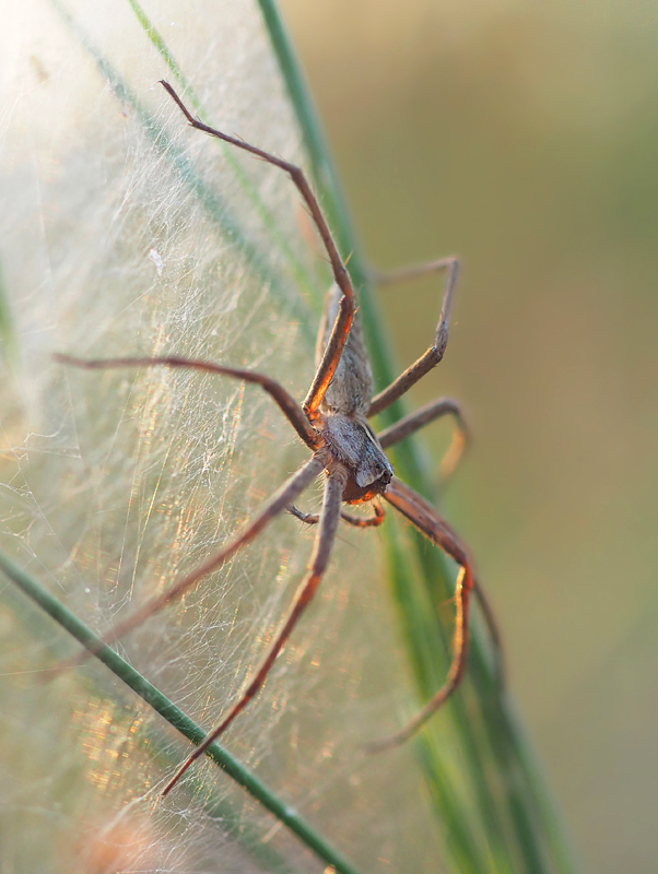 Listspinne am Netz (Forum für Naturfotografen)