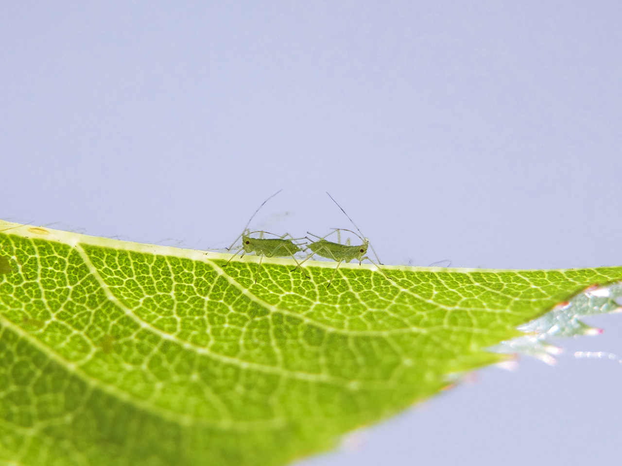 Pas de deux