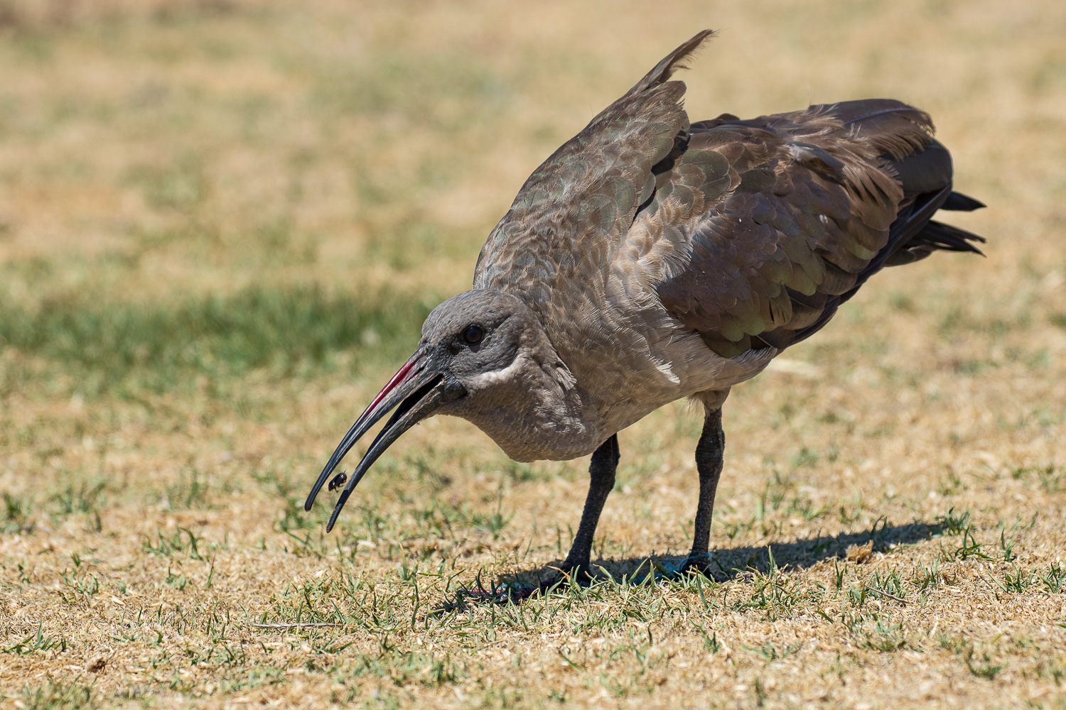 Hagedasch Ibis