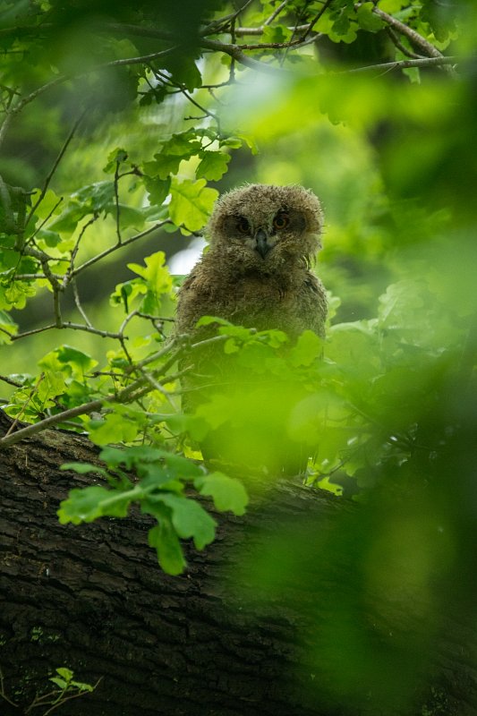 observing a guest