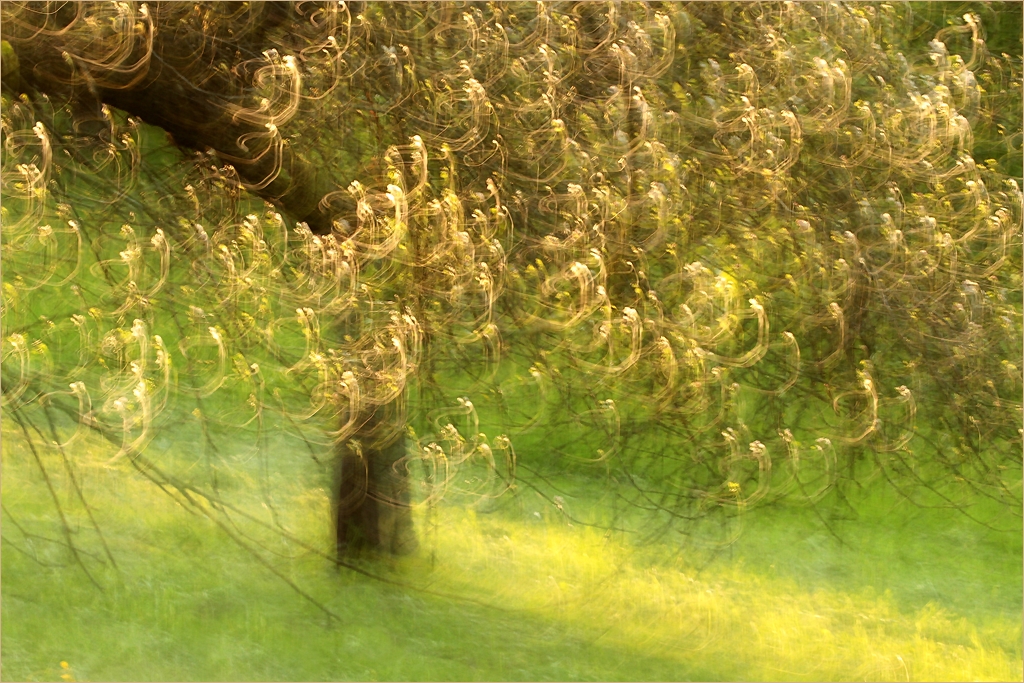 Goldlocken