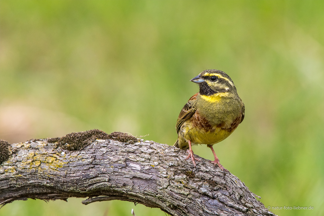 Zaunammer (Emberiza cirlus)