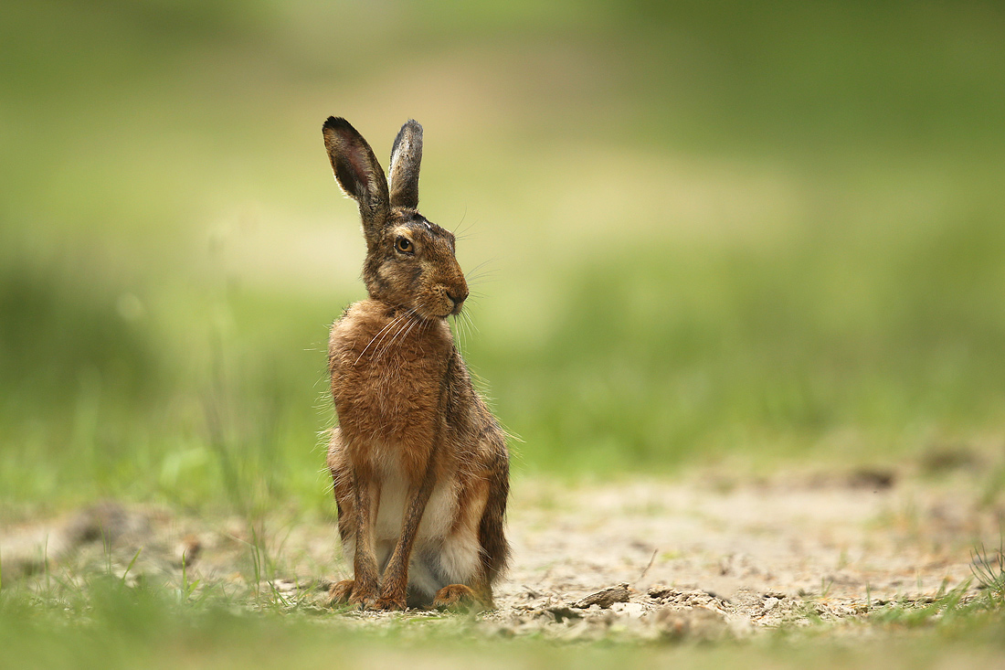 Mein Name ist Hase