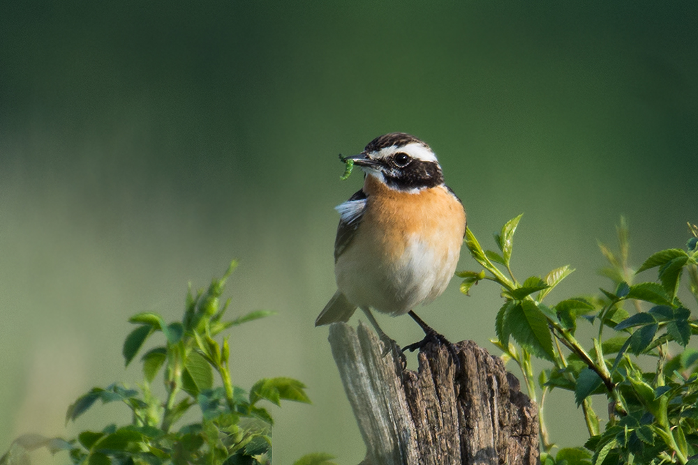 Früher ein häufiger Vogel der Wiesenlandschft...