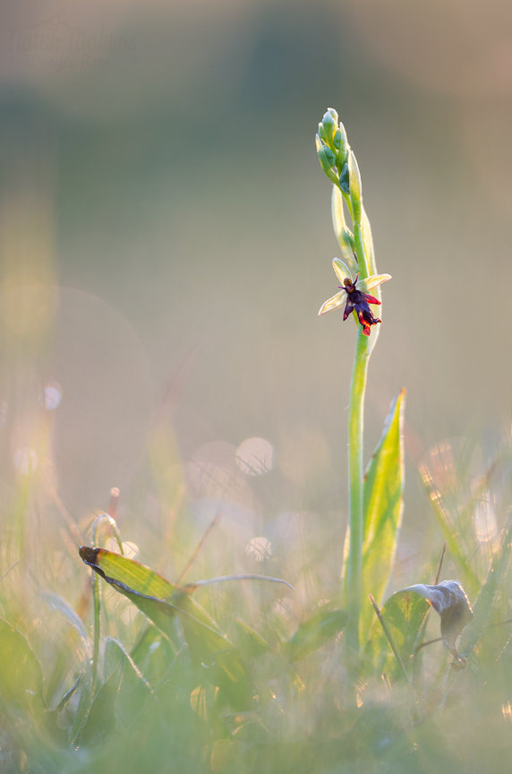 Ophrys insectifera