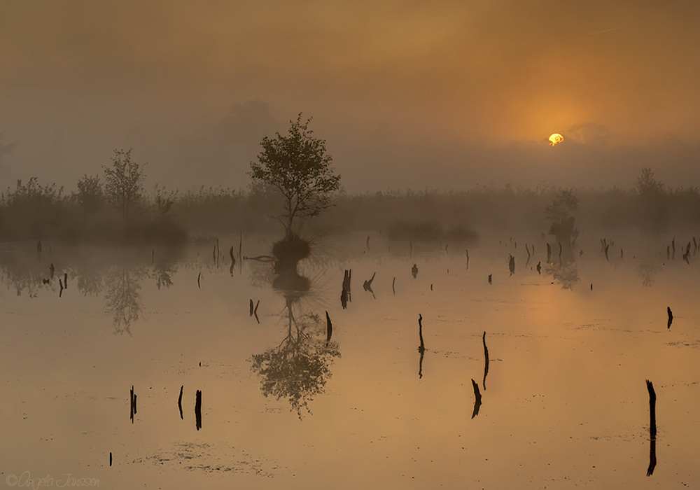 Morgens sehr früh im Moor