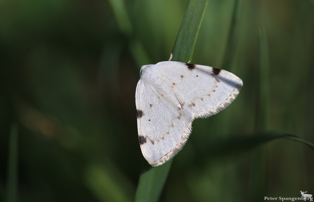 Zweifleck-Weißspanner (Lomographa bimaculata)