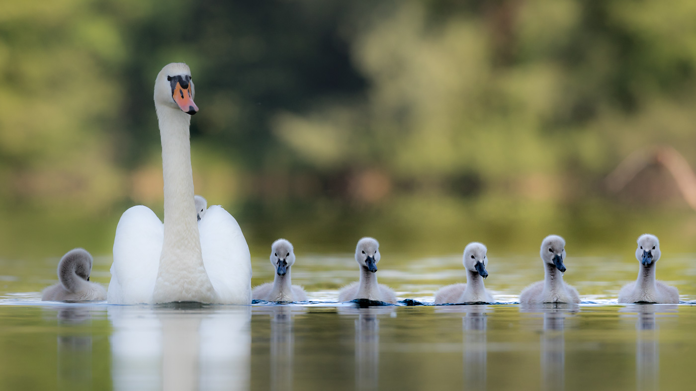 Familie Schwan