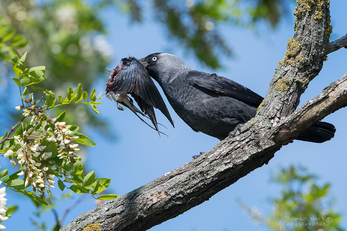 Krähenvögel unter Generalverdacht