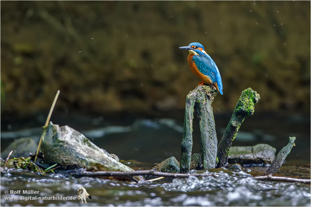 Eisvogel (Alcedo atthis) Männchen