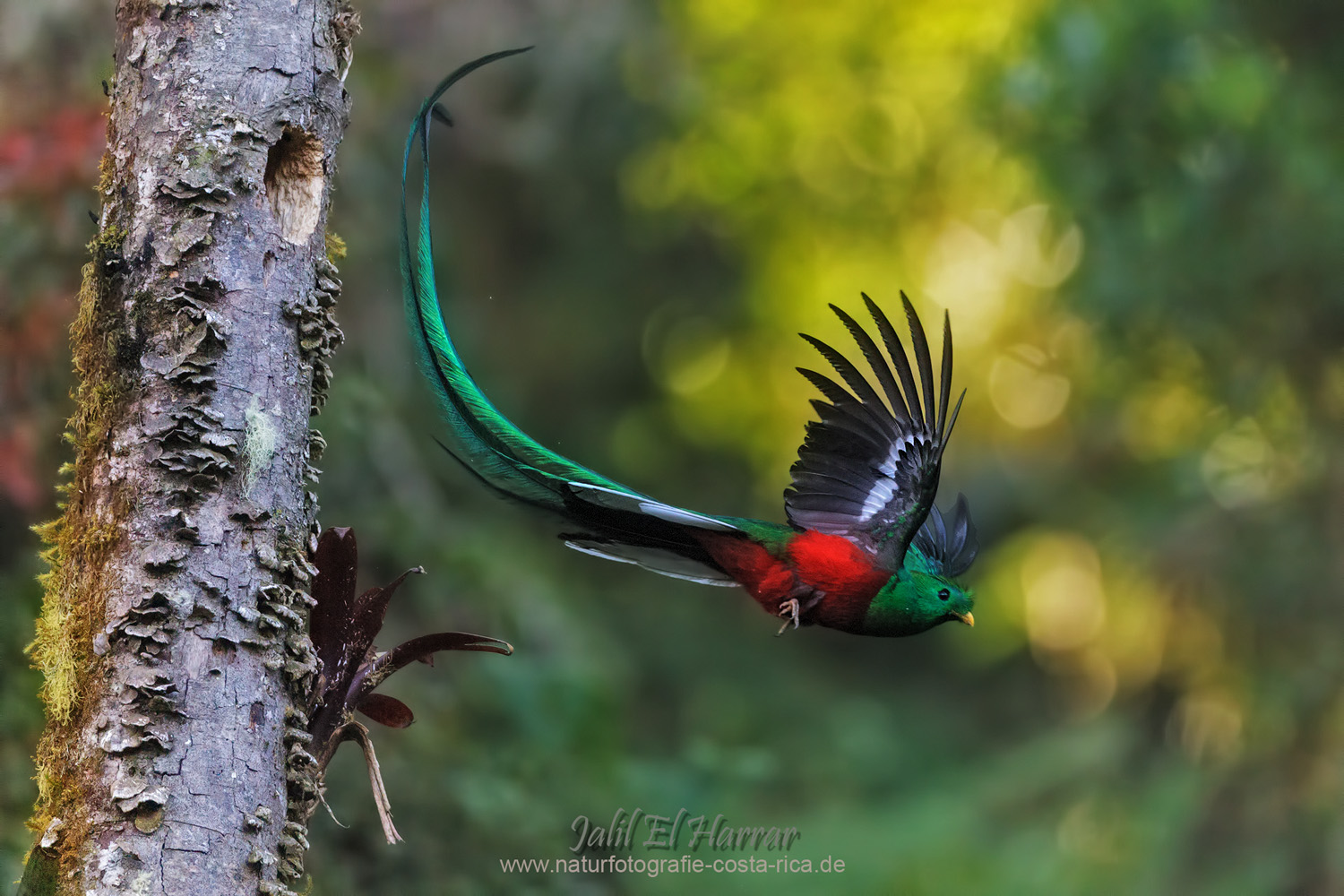 Quetzal